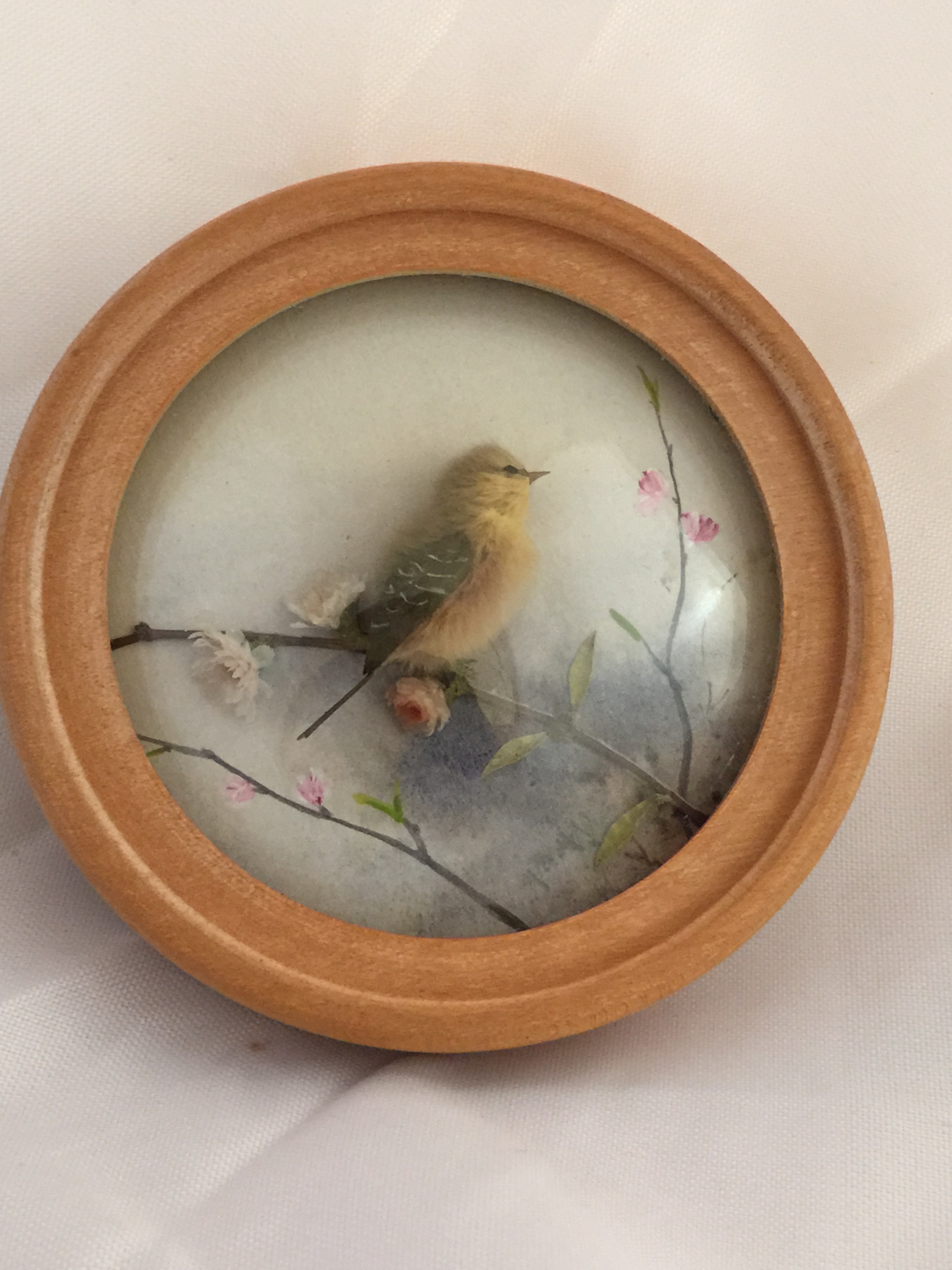 Wood Warbler (Version 2)